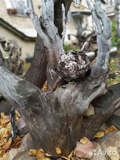 Коряги и пни для аквариума и декора