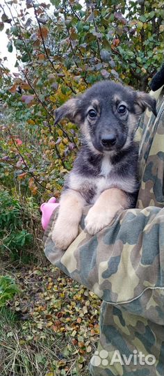 Щенки лайки