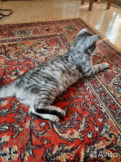 Котик в добрые руки