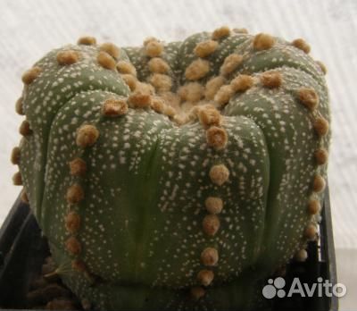 Семена Astrophytum myriostigma cv 'Onzuka' 15семян