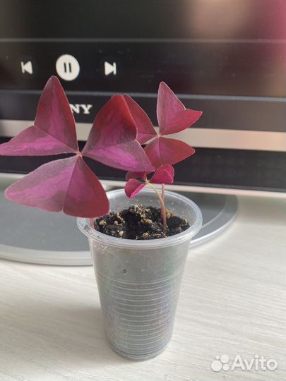 Продам Кислицу треугольную