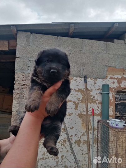 Щенки немецкой овчарки