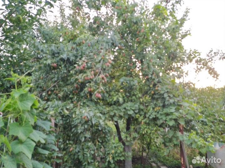 Продам груши