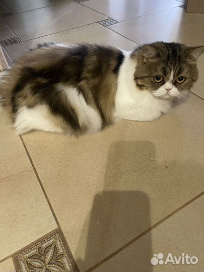 Шотландская кошечка