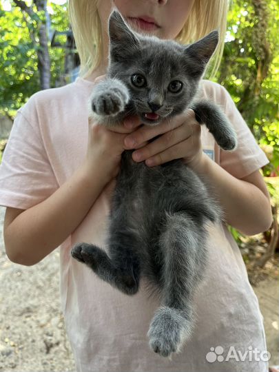 Котята бесплатно