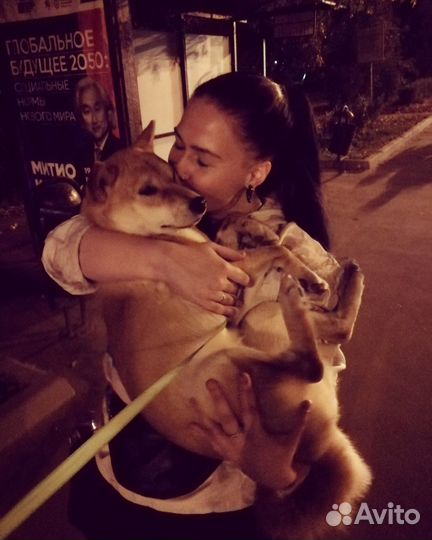 Выгул собак выгульщик