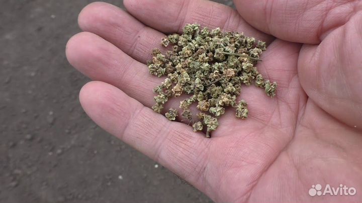 Семена кормовой свеклы 