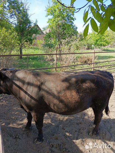 Быки на племя