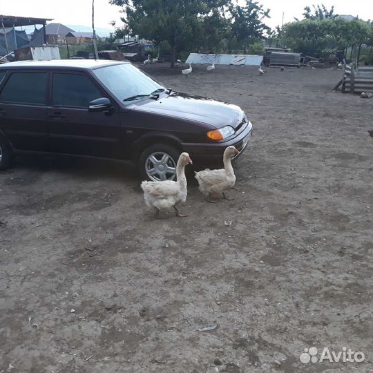 Тулузкие гуси