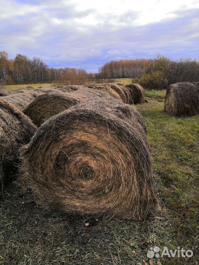 Сено солома в тюках