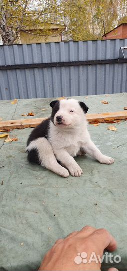 Карельская медвежья собака (лайка)