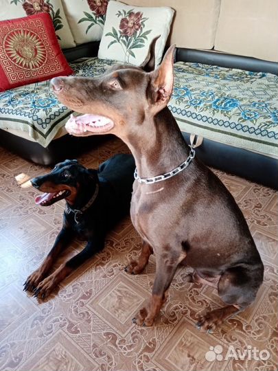 Щенки добермана