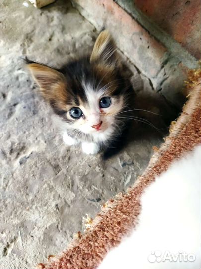 Котята в добрые руки бесплатно