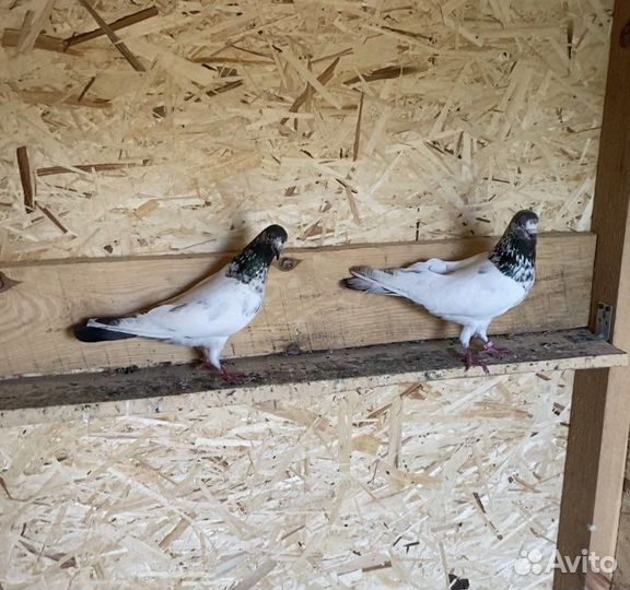 Продажа голубей