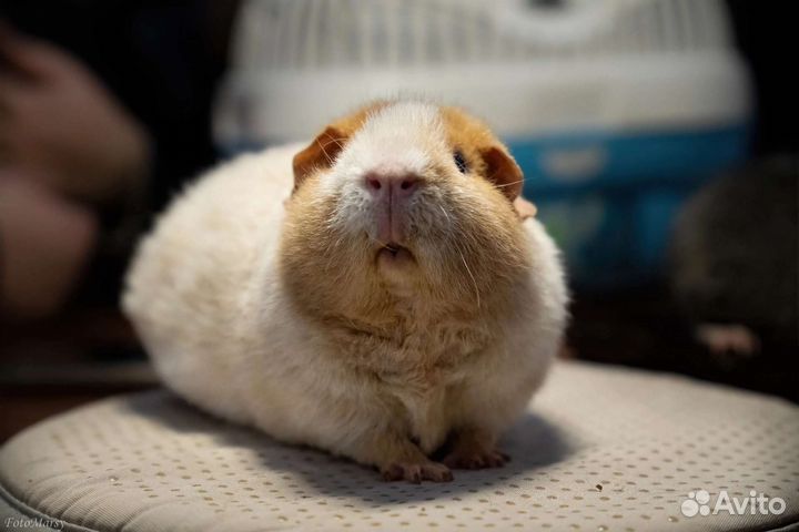 Морская свинка американский тедди