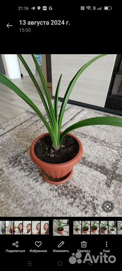 Комнатные цветы