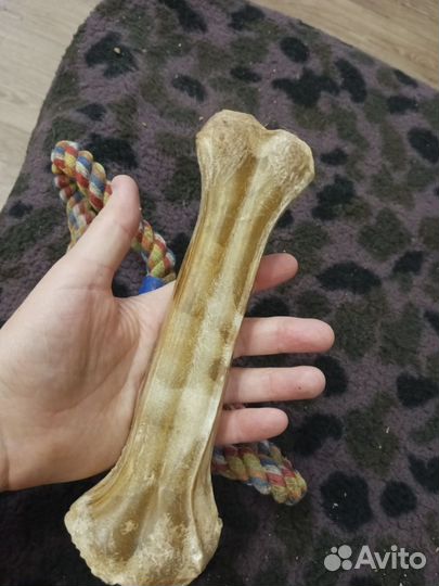 Шлейка, намордник, игрушки