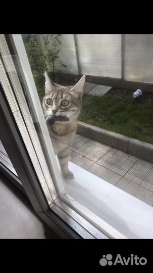 Котята в добрые руки, метисы
