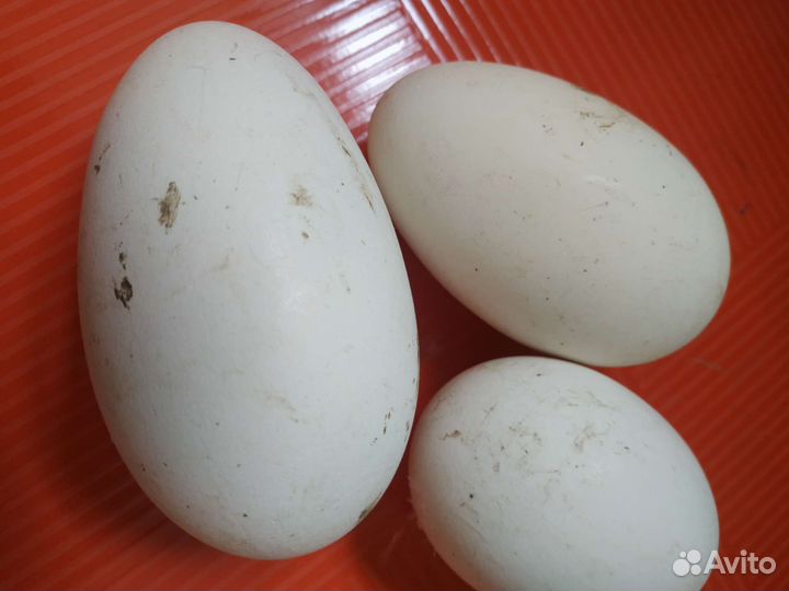 Продаю яйца гусиные