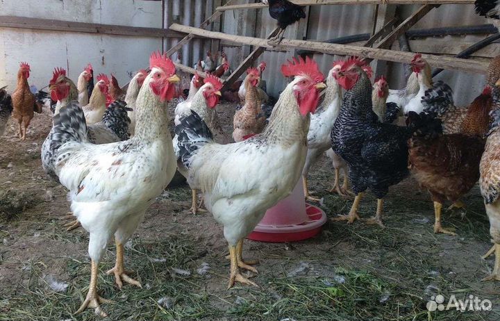 Куры петухи