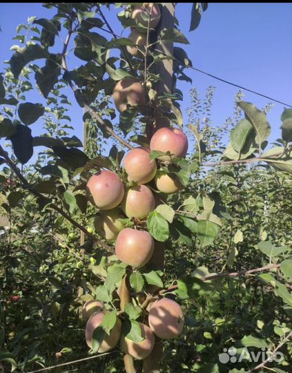 Яблоня, груша, вишня, черешня и тд