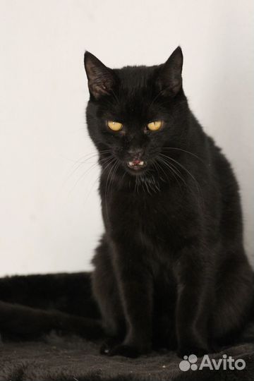 Кот Шоколад