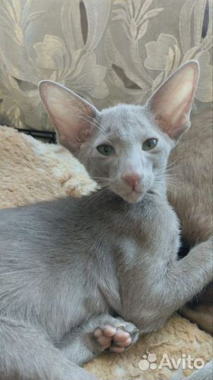 Ориентальные котята