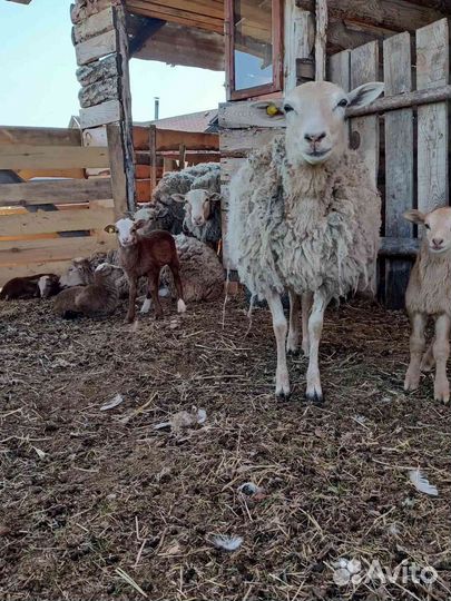Катумские овцы