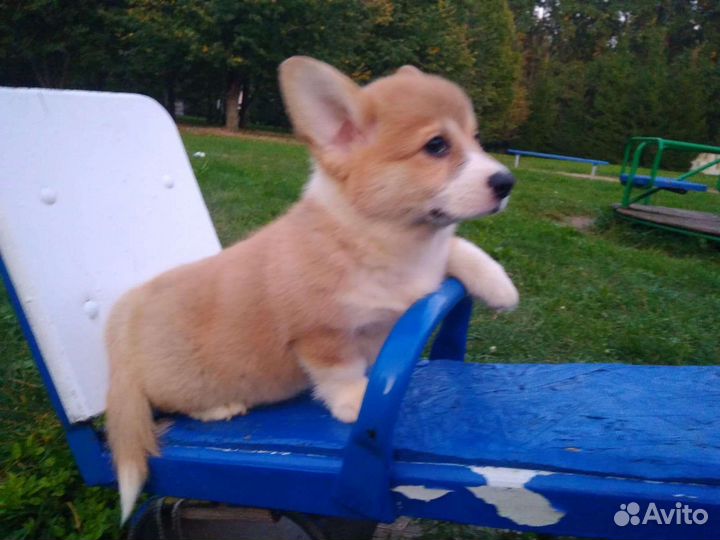 Вельш-корги пемброк