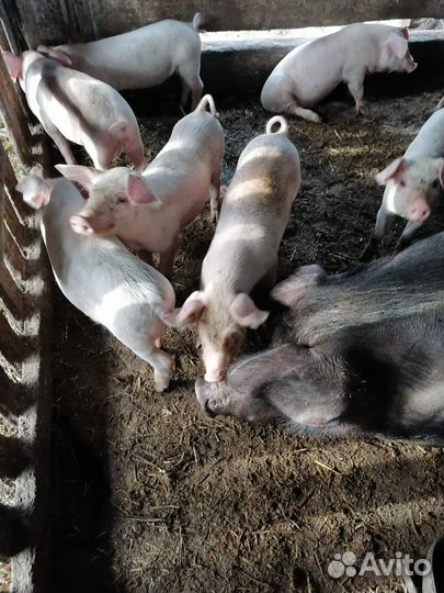 Продаются поросята