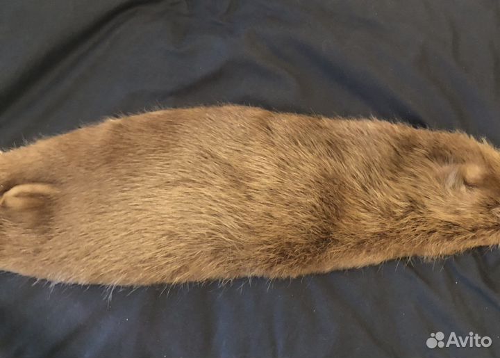 Шкурка Выдра Дальневосточная воротники