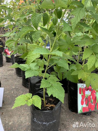 Саженцы малины Энросадира Корпико Мапема