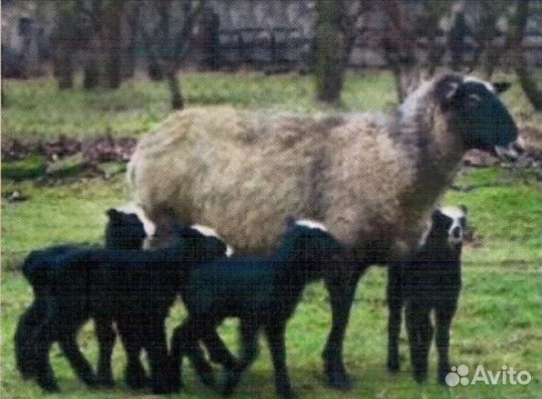 Овцематки романовской породы