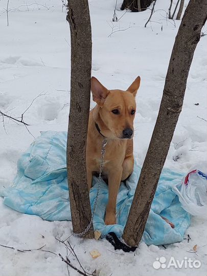 Собака в парке