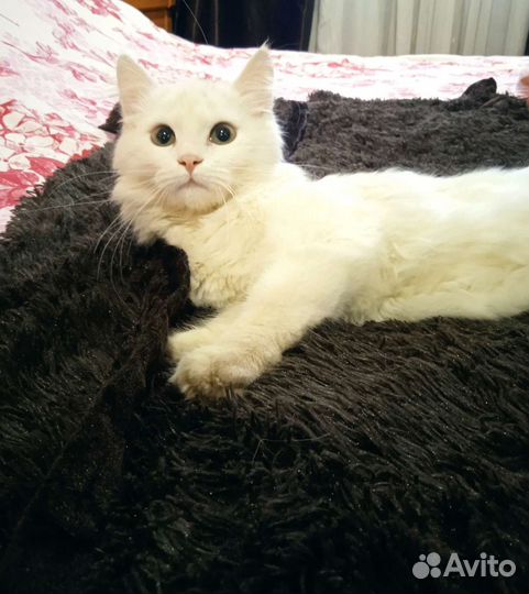 Котёнок белый