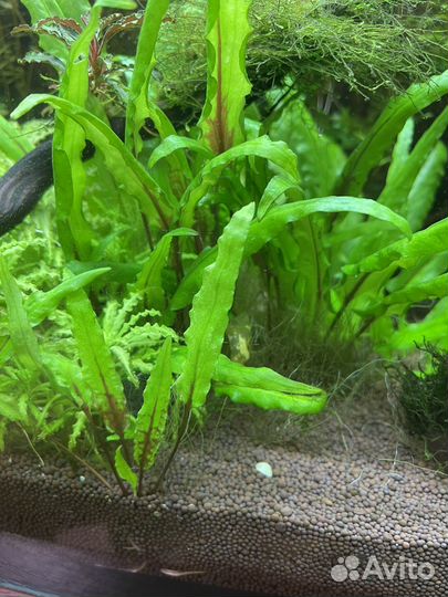 Аквариумные растения