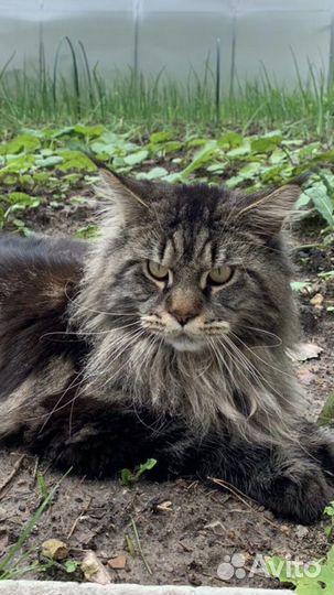 Котята в добрые руки, метисы