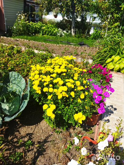 Хризантема