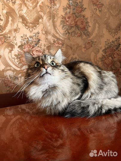 Кошка