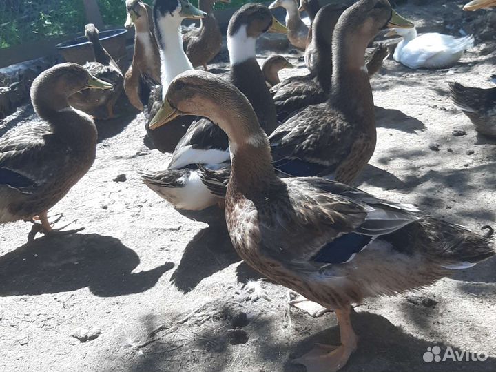 Утки 3х месячные