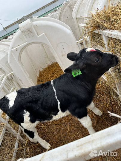 Телята и бычки для откорма