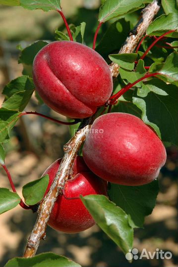 Саженцы яблони, абрикосов, сливы диплоидной груш