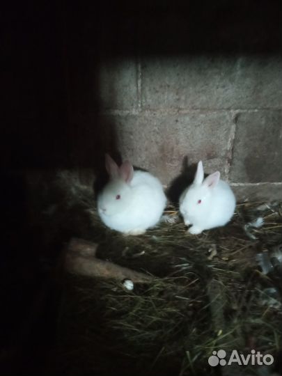 Кролики белый великан,бургундские