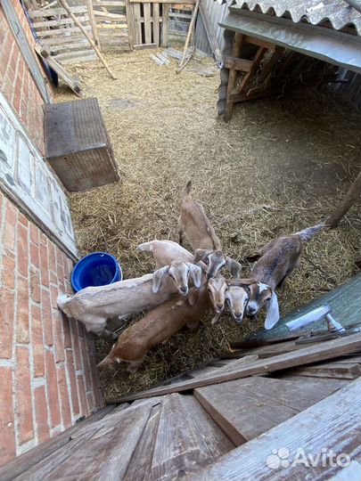 Альпо-нубийские козы и козлы