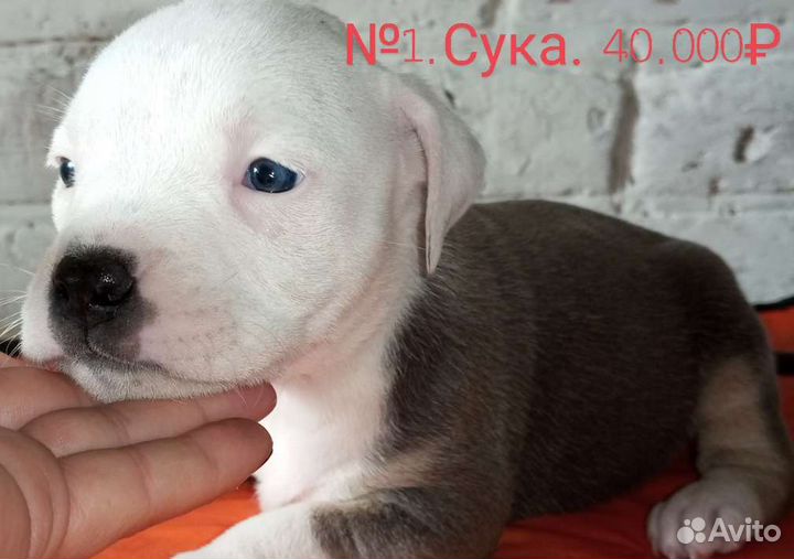 Собака