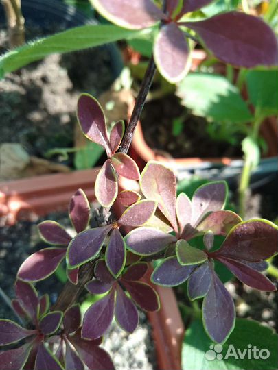 Барбарис тунберга