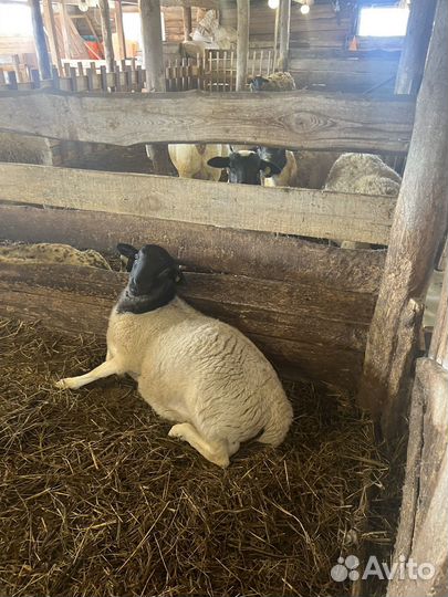 Бараны Дорпер