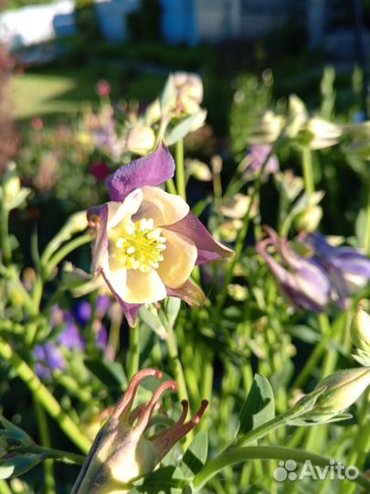 Многолетние растения для сада