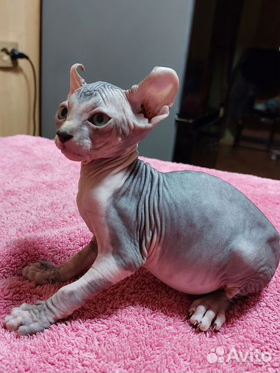 Эльф Игнасио котёнок