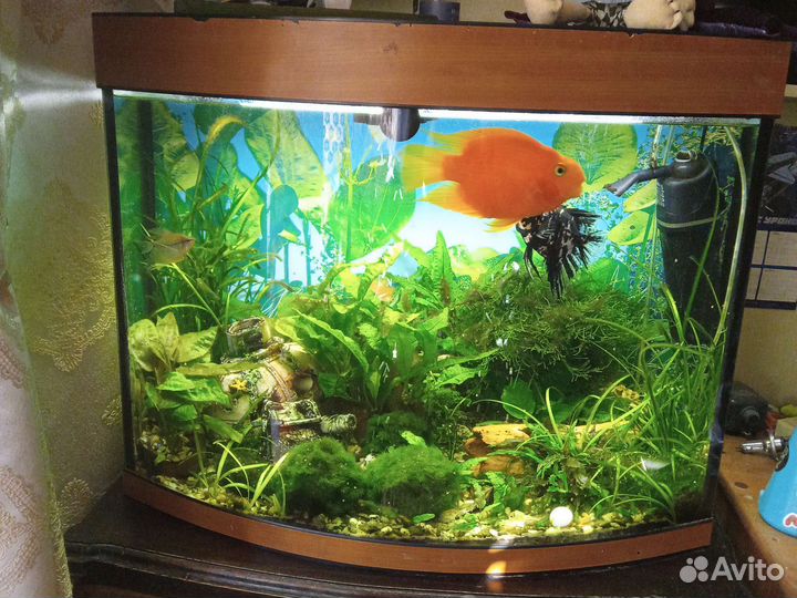 Аквариум